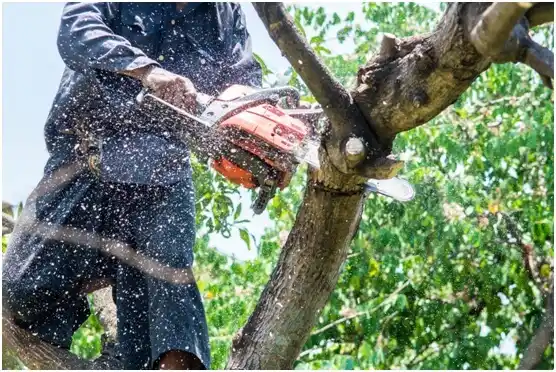 tree services Philipsburg